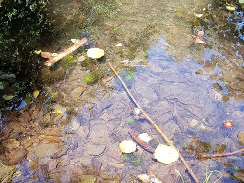 Der Blaubornteich in Chemnitz (Behandlung Juli 2022)