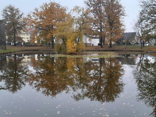 Der Schwanenteich in Bad Lausick (Behandlung Juni 2024)