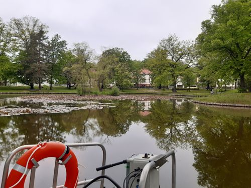 Der Schwanenteich in Bad Lausick (Behandlung Mai 2023)