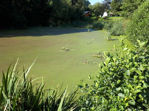 Der Dorfteich in Amtsberg Weißbach (Ausgangssituation)