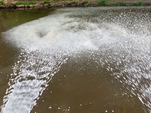 Der Blaubornteich in Chemnitz (Behandlung Mai 2022)