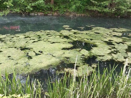 Der Ententeich in Amtsberg Dittersdorf (Ausgangssituation)
