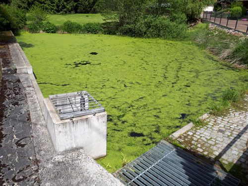 Der Teich am Mühlweg Großschirma (Ausgangssituation)