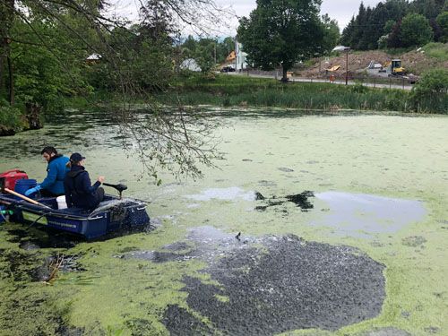 Der Dorfteich in Amtsberg Weißbach (Behandlung Mai 2022)
