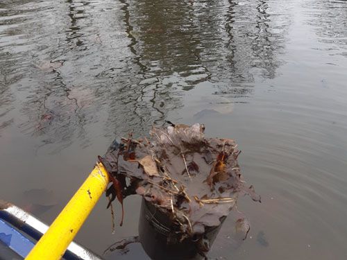 Der Schwanenteich in Bad Lausick (Ausgangssituation)