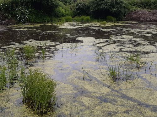Der Firmenteich in Crimmitschau (Ausgangssituation)