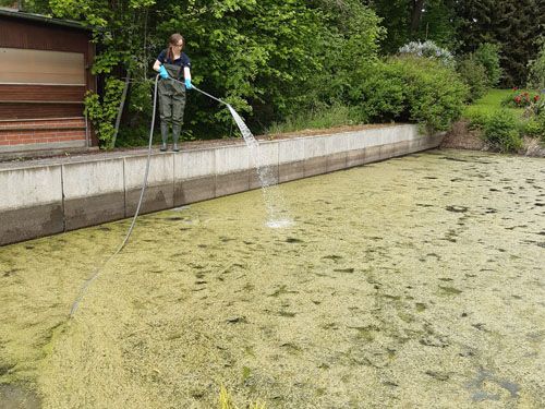 Der Teich am Mühlweg Großschirma (Behandlung Mai 2022)
