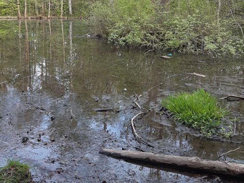 Der Blaubornteich in Chemnitz (Ausgangssituation)