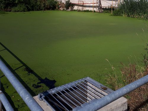 Der Rittergutsteich in Großschirma (Ausgangssituation)