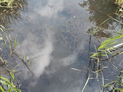 Der Dorfteich in Radeburg Bärnsdorf (Behandlung Juni 2022)