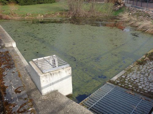 Der Teich am Mühlweg Großschirma (Behandlung August 2021)