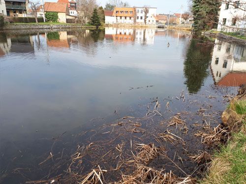 Der Dorfteich in Radeburg Bärnsdorf (Ausgangssituation)