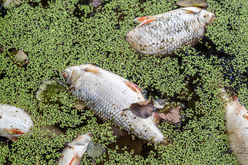 Wertec Klare Gewässer – Gewässerproblem akutes Fischsterben